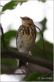 91_tree_pipit