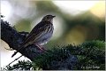 92_tree_pipit