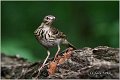 94_tree_pipit