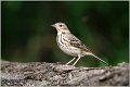 95_tree_pipit