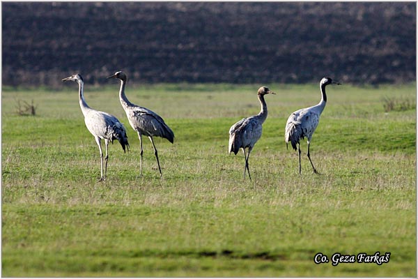 01_common_crane.jpg - Common Crane, Grus grus, Zdral, Location: Slano kopovo, Serbia