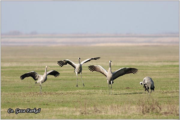 02_common_crane.jpg - Common Crane, Grus grus, Zdral, Location: Slano kopovo, Serbia