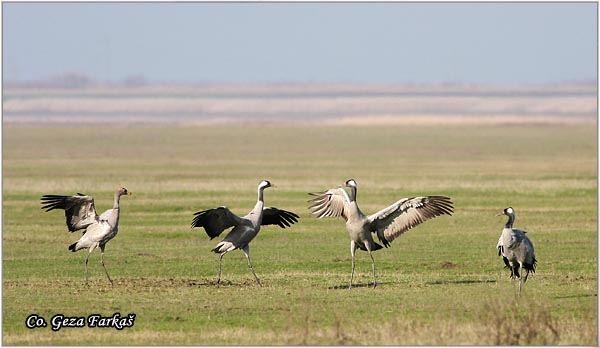 03_common_crane.jpg - Common Crane, Grus grus, Zdral, Location: Slano kopovo, Serbia