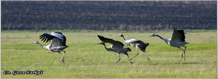 04_common_crane.jpg - Common Crane, Grus grus, Zdral, Location: Slano kopovo, Serbia
