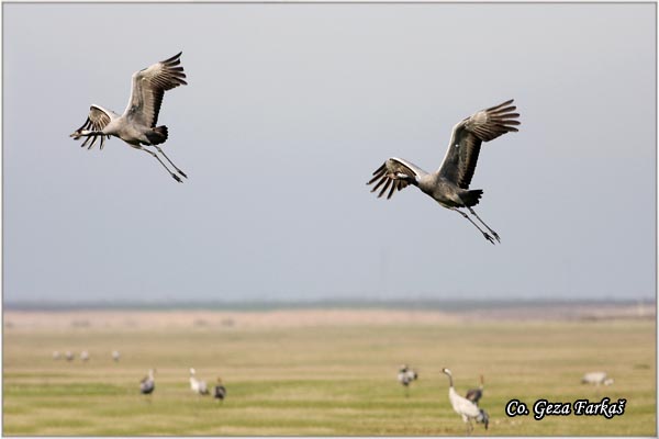 06_common_crane.jpg - Common Crane, Grus grus, Zdral, Location: Slano kopovo, Serbia