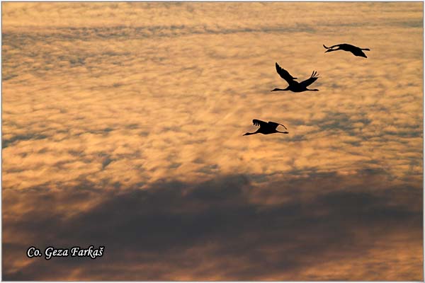 08_common_crane.jpg - Common Crane, Grus grus, dral, Location: Slano kopovo, Serbia