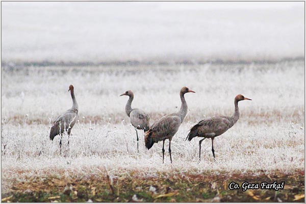 10_common_crane.jpg - Common Crane, Grus grus, dral, Location: Slano kopovo, Serbia