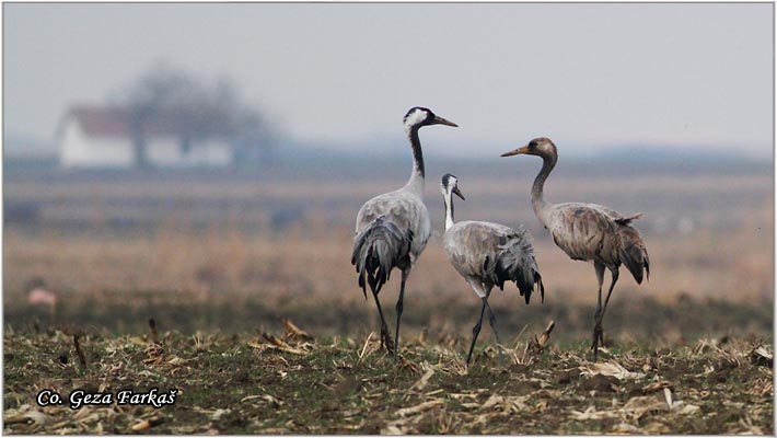12_common_crane.jpg - Common Crane, Grus grus, dral, Location: Slano kopovo, Serbia
