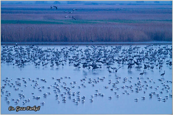 13_common_crane.jpg - Common Crane, Grus grus, Å½dral, Location: Slano kopovo, Serbia