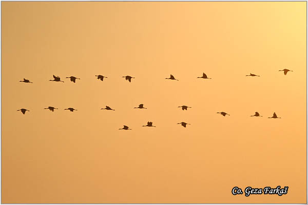 16_common_crane.jpg - Common Crane, Grus grus, Å½dral, Location: Slano kopovo, Serbia