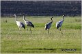 01_common_crane