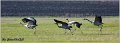 04_common_crane