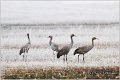 10_common_crane