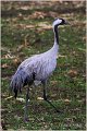 11_common_crane