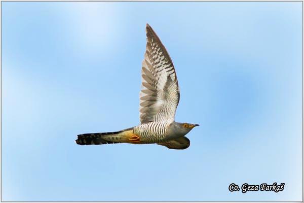 01_cuckoo.jpg - Cuckoo, Cuculus canorus,  Kukavica Location - Mesto: Jegricka, Serbia