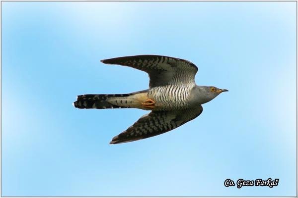 02_cuckoo.jpg - Cuckoo, Cuculus canorus,  Kukavica Location - Mesto: Jegricka, Serbia