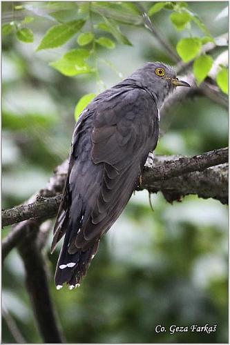 03_cuckoo.jpg - Cuckoo, Cuculus canorus,  Kukavica Location - Mesto: Rusanda, Serbia