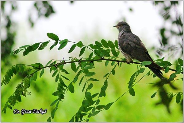 04_cuckoo.jpg - Cuckoo, Cuculus canorus,  Kukavica Location - Mesto: Rusanda, Serbia