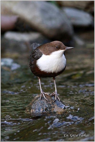 01_white-throated_dipper.jpg - White-throated Dipper, Cinclus cinclus,  Vodenkos, Mesto - Location: Stara planina - Balta, Serbia