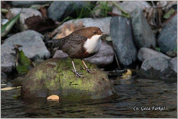 02_white-throated_dipper.jpg - White-throated Dipper, Cinclus cinclus,  Vodenkos, Mesto - Location: Stara planina - Balta, Serbia