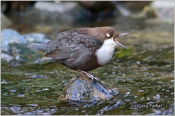 03_white-throated_dipper.jpg - White-throated Dipper, Cinclus cinclus,  Vodenkos, Mesto - Location: Stara planina - Balta, Serbia