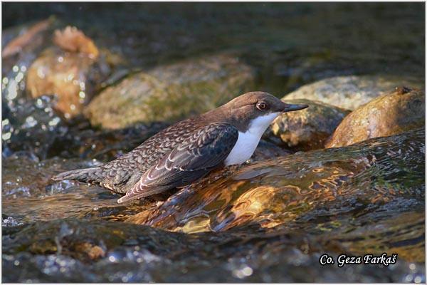 04_white-throated_dipper.jpg - White-throated Dipper, Cinclus cinclus,  Vodenkos, Mesto - Location: Stara planina - Balta, Serbia