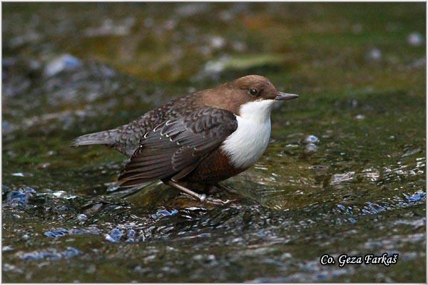 05_white-throated_dipper.jpg - White-throated Dipper, Cinclus cinclus,  Vodenkos, Mesto - Location: Stara planina - Balta, Serbia