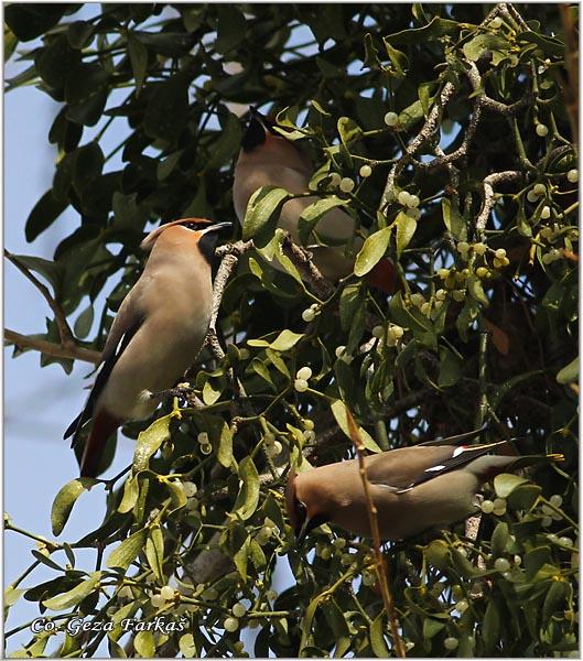 20_bohemian_waxwing.jpg - Bohemian Waxwing, Bombycilla garrulus,  Kugara , Location: Novi Sad, Serbia