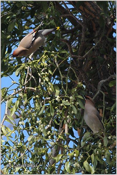 21_bohemian_waxwing.jpg - Bohemian Waxwing, Bombycilla garrulus,  Kugara , Location: Novi Sad, Serbia