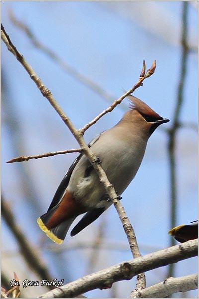 22_bohemian_waxwing.jpg - Bohemian Waxwing, Bombycilla garrulus,  Kugara , Location: Novi Sad, Serbia