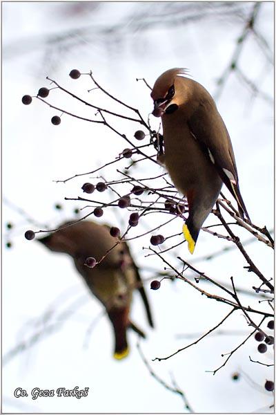 23_bohemian_waxwing.jpg - Bohemian Waxwing, Bombycilla garrulus,  Kugara , Location: Novi Sad, Serbia