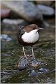 01_white-throated_dipper