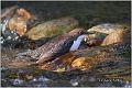 04_white-throated_dipper