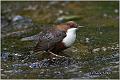 05_white-throated_dipper