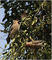 20_bohemian_waxwing