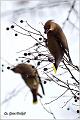 23_bohemian_waxwing