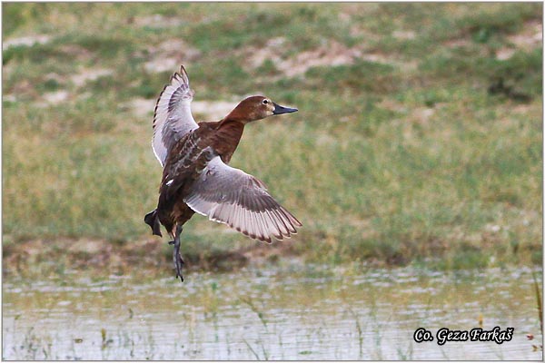 001_common_pochard.jpg - Common Pochard, Aythys Ferina, Ridjoglava patka, Location-Mesto: Rusanda Serbia.