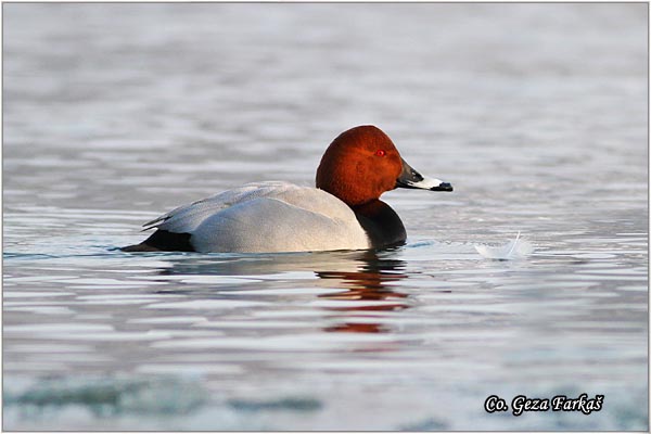 002_common_pochard.jpg - Common Pochard, Aythys Ferina, Ridjoglava patka, Location-Mesto: Novi Sad, Serbia.