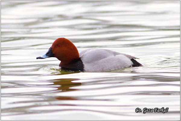 003_common_pochard.jpg - Common Pochard, Aythys Ferina, Ridjoglava patka, Location-Mesto: Novi Sad, Serbia.