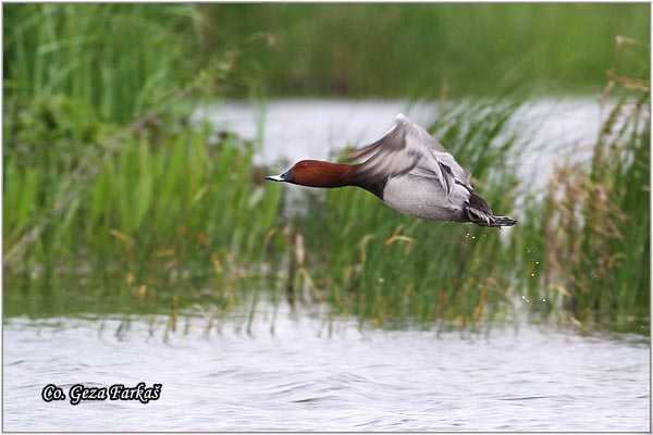 004_common_pochard.jpg - Common Pochard, Aythys Ferina, Ridjoglava patka, Location-Mesto: Carska bara, Serbia.