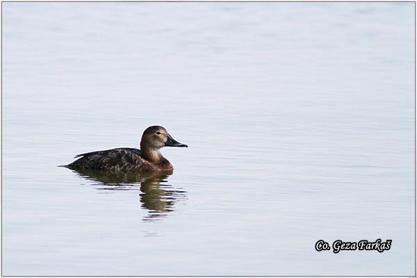 005_common_pochard.jpg - Common Pochard, Aythys Ferina, Ridjoglava patka, Location-Mesto: Carska bara, Serbia.