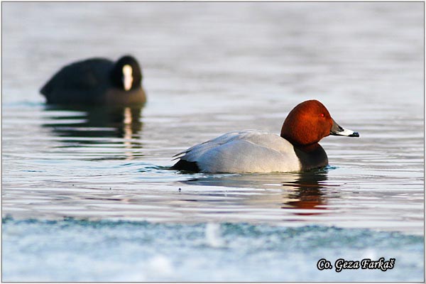 006_common_pochard.jpg - Common Pochard, Aythys Ferina, Ridjoglava patka, Location-Mesto: Novi Sad, Serbia.