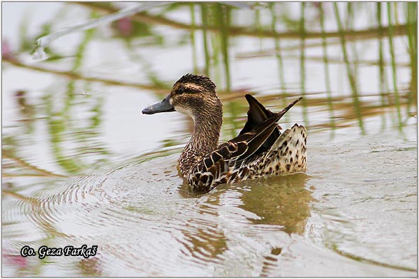 050_garganey.jpg - Garganey, Anas guerguedula, Grogotovac, Location-Mesto: Carska bara, Serbia.