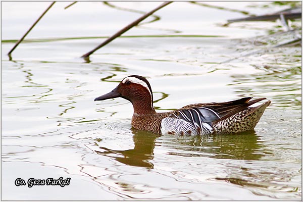 051_garganey.jpg - Garganey, Anas guerguedula, Grogotovac, Location-Mesto: Carska bara, Serbia.