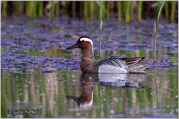 052_garganey.jpg - Garganey, Anas guerguedula, Grogotovac, Location-Mesto: Koviljski rit, Serbia.