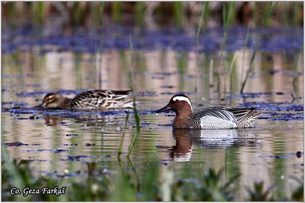 053_garganey.jpg - Garganey, Anas guerguedula, Grogotovac, Location-Mesto: Koviljski rit, Serbia.