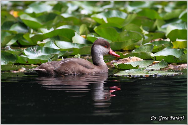 103_red-crested_pochard.jpg - Red-crested Pochard, Netta rufina, Prevez, Mesto - Location: Sao Miguel, Azores