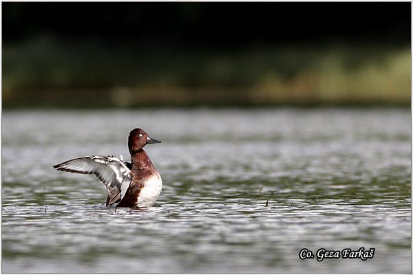 150_ferruginous_duck.jpg - Ferruginous Duck, Aythya nyroca, Patka crnka, Location - mesto, Novi Sad, Serbia