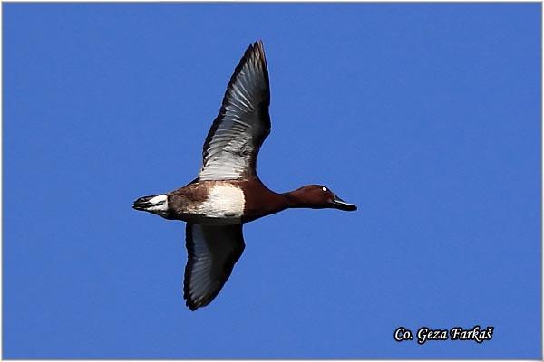 151_ferruginous_duck.jpg - Ferruginous Duck, Aythya nyroca