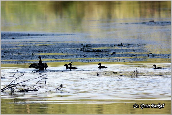 152_ferruginous_duck.jpg - Ferruginous Duck, Aythya nyroca